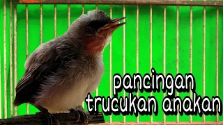 Download suara pancingan trucukan anakan, memanggil indukan MP3