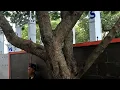 Download Lagu Geen gemakkelijke klus. Bomen kappen en opruimen op het ziekenhuisterrein.