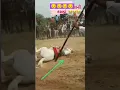 Download Lagu Khatarnaak accident horse race 😮😮 #automobile #horseenthusiast #horsefan #horseriding