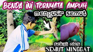 cara baru agar terhindar dari semut yang biasa bersarang di pohon