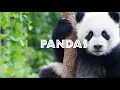 The Endangered Panda