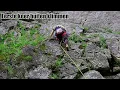 Download Lagu Eerste keer buiten klimmen in Sy belgie Wallonië Dag #1