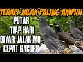 Download Lagu masteran jalak kebo dan pikat paling ampuh auto nyautt