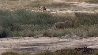 Hyena has no idea a male lion is hunting it