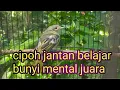 Download Lagu cipoh jantan belajar bunyi, tes mental || sirtu gacor