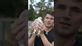 Fresh Chicken Nuggets 