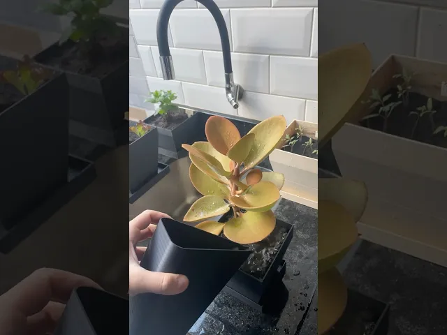 Pour Jug video thumbnail