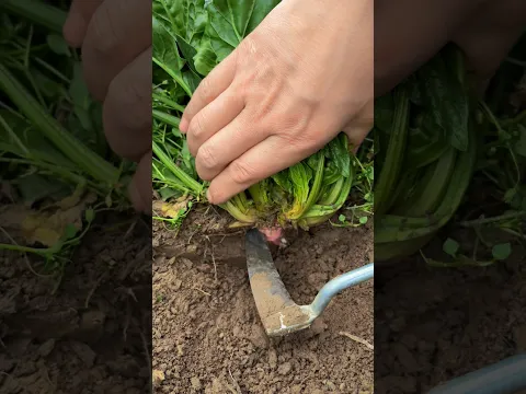 Harvest spinach #satisfying #farming101