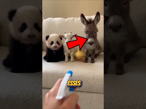 Este Panda Surpreendeu a Todos Com Sua Atuação! 🐼🎭
