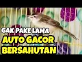 Download Lagu Burung Ciblek sawah Betina nembak klik klik birahi pendongkrak emosi ciwah jantan
