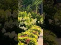 best hydrangeas in the world #hydrangea#hortensia#гортензія#гортензия#garden#flowers#сад#paniculata