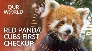 Inside One of Britain's Most Remarkable Zoos (Wildlife Documentary)