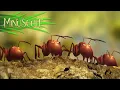 Download Lagu Minuscule - Compilation #5