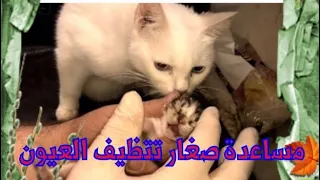 تنظيف عيون مواليد القطة دندنها
