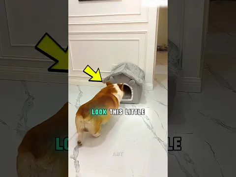 This Little Puppy Had the World's Smallest Home 😱/#ytshorts #shorts #cat