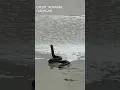 Snake emerges from waves in Ocean City