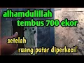 Download Lagu tembus 700 ekor setelah ruang putar di perkecil rbw mini 4x9 2 lantai, walet delapan sembilan