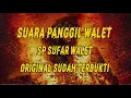 Download Lagu Suara Panggil Walet SP SUFAR WALET  Terbukti Mengginapkan Walet 2024