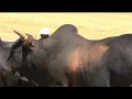 Oa matsie Pheello   - sekoele