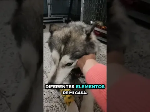 Yo no como juguetes ni medias! | #cirugiaveterinaria #urgenciasveterinarias #hospitalizaciónlavet