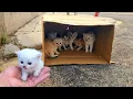 Download Lagu the smallest kittens meow, Find the mother cat, We have rescued! many of the smalles cute,