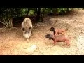 Bavarian Mountain Hounds In a hog enclosure V diviacom oplotku - Bavorsky farbiar
