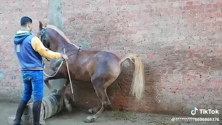 رقص الخيل العربي     هيبهرك دندنها