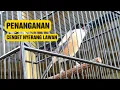 Download Lagu cara atasi burung cendet ngejar lawan waktu di gantang