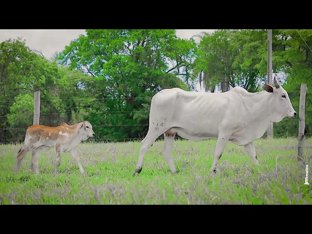 Matriz Nelore LUPE - 416