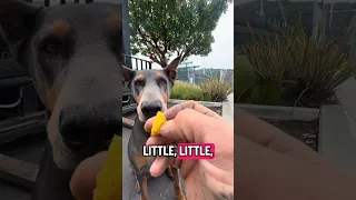 #fypシ #Fyp #Dream #doberman #pets