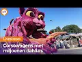 Download Lagu Bloemencorso Lichtenvoorde 2025 | Omroep Gelderland