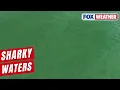 Watch Hundreds Of Shark Swim Near Shallow Waters Off North Carolina Coast