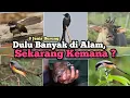 Lagu 8 jenis burung di sekitar kita yang dulu banyak di alam, sekarang jarang di temui ‼️