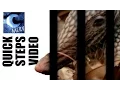 How to Get Rid of Armadillo Under House - TRUE FACTS ABOUT ARMADILLO TRAPPING