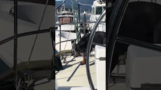 #fyp #dream #boat #doberman #pets
