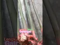 Galangal (Lengkuas / Kelawas) #galangal #lengkuas #kelawas #kebun #bumbu #rempah #village #seasoning