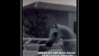 اي والله احبهـ حب ماني بمخفيهـ حبه سكن وسط الضماير داخلها 