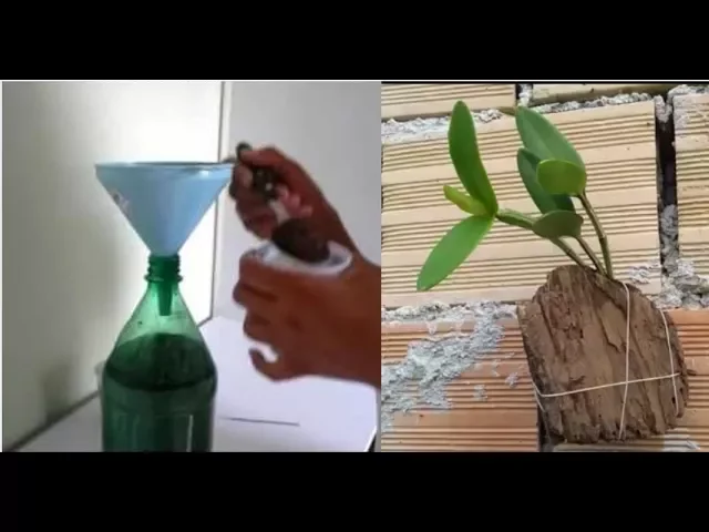 ADUBO PARA ORQUÍDEAS, NUNCA MAIS COMPRE! FAÇA EM CASA!