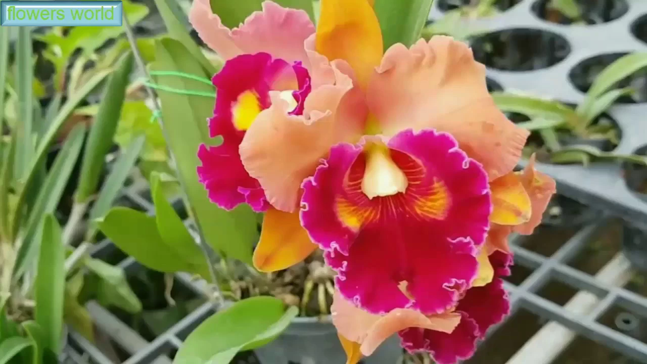 ENJOY THE BEAUTY AND COLOR OF CATTLEYA ORCHIDS