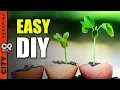 How to Start Seeds Using Egg Shells