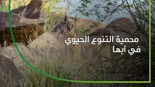 كيف ندعم التنوع الحيوي في جبال عسير في السعودية   تنوعنا الحيوي دندنها