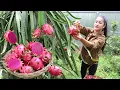 Download Lagu '' Dragon fruit '' Delicious Dragon fruit jelly recipe - Home style cooking - Cooking with Sreypov