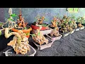 Download Lagu REVIEW BONSAI MURAH MERIAH BERBAGAI JENIS UNTUK PEMULA 