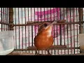 Download Lagu Burung Pelanduk Topi (Black capped babbler) Jantan