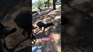 Dog park !! #fyp #dream #youtube #doberman #pets