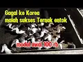 Lagu 🔥 Nggak perlu ke Korea 🔥Ternak entok lebih menjanjikan sampai tua