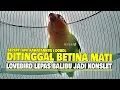 Download Lagu DITINGGAL BETINA MATI😱LOVEBIRD LEPAS BALIBU JADI KONSLET || SEPERTI APA RAWATANNYA || DOBOL