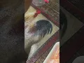 Prepping chicken for later today