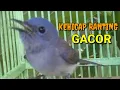 Download Lagu BURUNG KEHICAP RANTING GACOR
