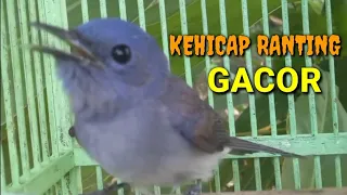 Download BURUNG KEHICAP RANTING GACOR MP3